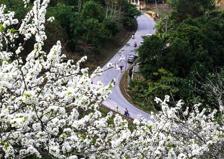 Sắc xuân vùng cao. (Ảnh: Xuân Tình)